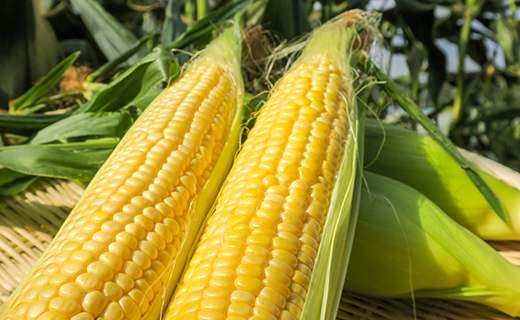 【先行予約】大地の恵み「とうもろこし2色セット」10本