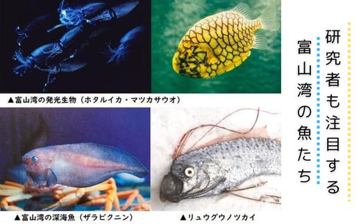 魚津水族館 入館年間パスポート引換券/一般(高校生以上)※北海道・沖縄・離島への配送不可