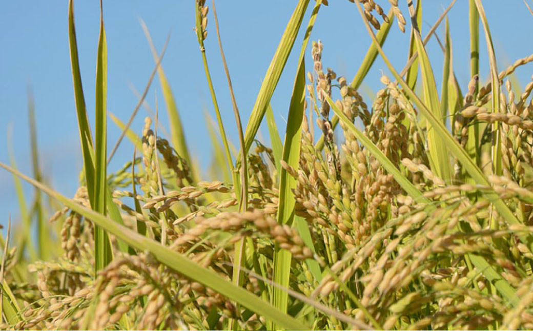 【令和7年産】 ゆめぴりか （無洗米） 真空パック 24kg 北海道 鷹栖町 たかすタロファーム 米 コメ こめ ご飯 無洗米 お米 ゆめぴりか コメ 無洗米