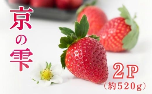 【2025年12月～翌5月発送】 いちご 京の雫 2パック 約520g ブランド イチゴ 苺 ストロベリー フルーツ くだもの 果物 ブランド デザート おやつ 冬 春 旬 甘い 糖度 産地直送 人気 おすすめ 京都 京都府 八幡 渋谷農園