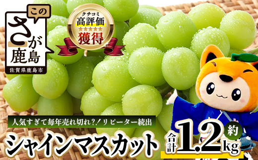 シャインマスカット 約1.2kg 2～3房 ご家庭用 佐賀県産 【先行予約 2026年8月上旬以降発送】| シャインマスカット 2026 シャイン マスカット ぶどう 葡萄 ブドウ 果物 フルーツ 果