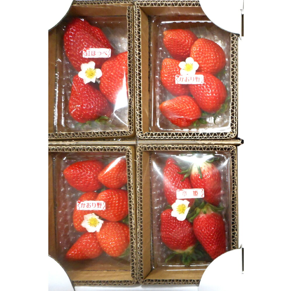 【ふるさと納税】先行予約 藤井悦雄さん生産のいちご 4パック/ いちご 食べ比べ 予約 甘い 美味しい 期間限定 フルーツ 果物 イチゴ 苺 ジャム ストロベリー 国産【お届け：2027年1月中旬〜2027年3月下旬】