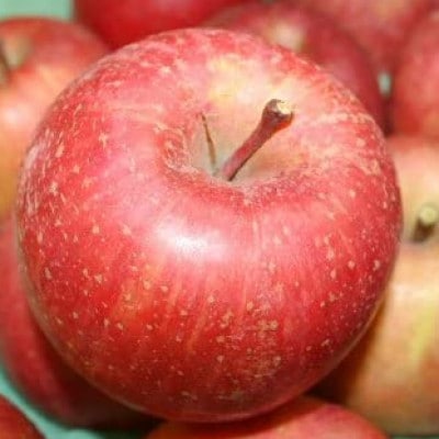【訳あり】青森県産りんご「サンふじ家庭用」約5kg　産地直送!