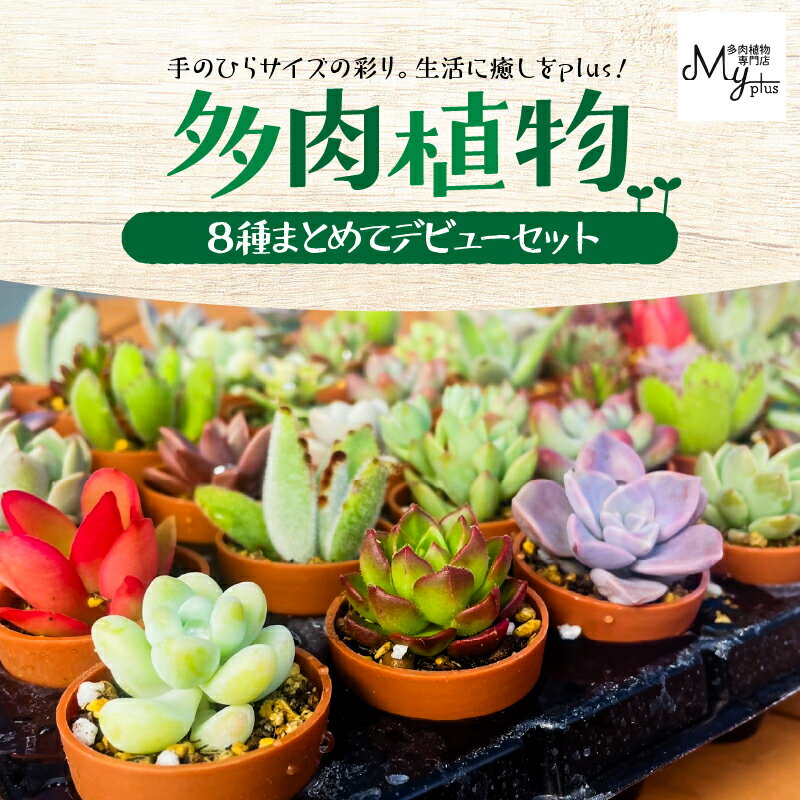 【ふるさと納税】 多肉植物 デビュー セット 8種 多肉 植物 癒し 初心者 育成 緑の癒し 観葉植物 グリーン 苗 一寸苗 インテリア 数量限定 期間限定 MYplus 鹿屋市 おすすめ ランキング プレゼント ギフト