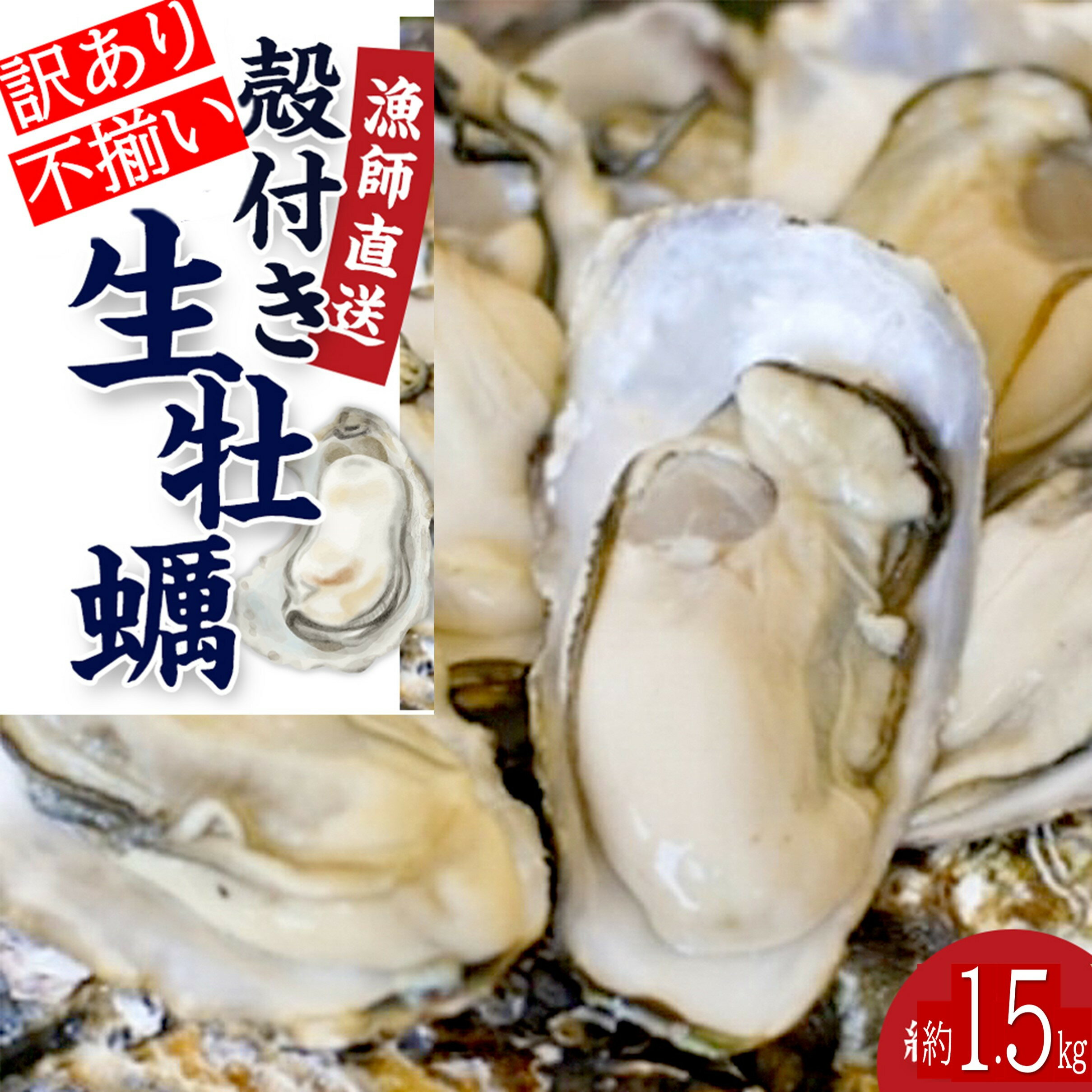 【ふるさと納税】★先行予約★《訳あり・不揃い》殻付き生牡蠣　1.5kg 【漁師直送!】冷蔵配送