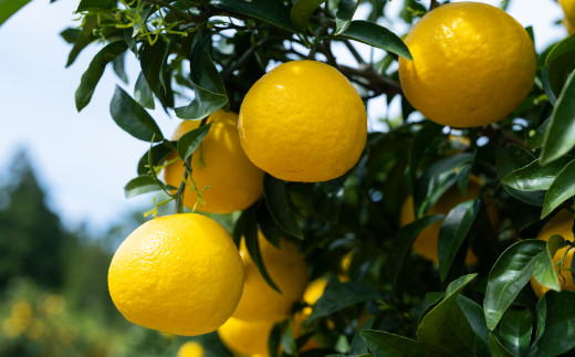 
熟成　露地小夏　３ｋｇ
