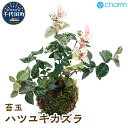 【ふるさと納税】苔玉 ハツユキカズラ（初雪葛）Ver.這苔（1個） 群馬県 千代田町 インテリア ナチュラル 自然 リラクゼーション 室内栽培 プレゼント 送料無料 趣味 緑 人気 オススメ 初心者 玄関 リビング 株式会社チャーム