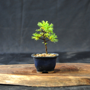 赤石の泉 赤石五葉松（鉢植え） F-152