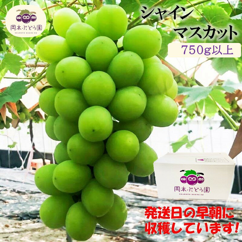 【ふるさと納税】シャインマスカット750g以上【A3-090】