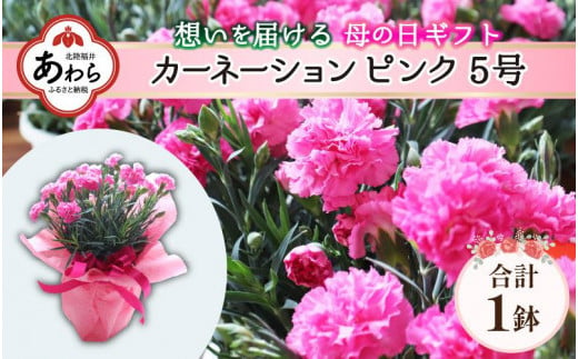 【40セット限定 先行予約】カーネーション ピンク 5号 鉢植え 生花 ＜数量限定！想いを届ける母の日ギフト＞ ※2025年5月10日までにお届け