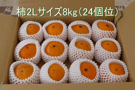 【2025年10月下旬発送開始】山武の柿 約8kg(24個入り×1箱) 【 ふるさと納税 人気 おすすめ ランキング 柿 かき カキ 果物 フルーツ 秋の味覚 旬の果物 くだもの 千葉県 山武市 送料
