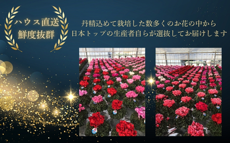 【先行予約】シクラメン ジックス鉢 5号 花ギフト 根本園芸 | 福島県 南相馬市 農林水産大臣賞