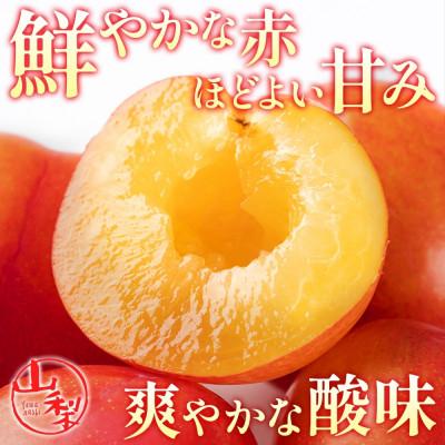 ふるさと納税 笛吹市 農園直送!甘酸っぱくて美味しいスモモ「大石早生」6P 約1.4kg 24〜36玉入 村松農園 山梨県 |  | 01