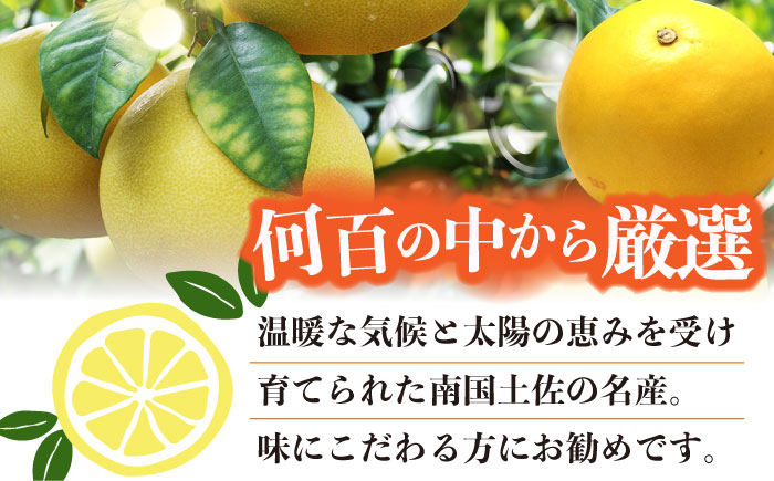 【先行予約】南国高知温室土佐文旦 約3kg 6玉〈2025年11月中旬～2026年2月中旬頃発送〉/ 文旦 ぶんたん フルーツ 果物 3キロ 高知県 【フルーツショップオザキ】[ATAH012]