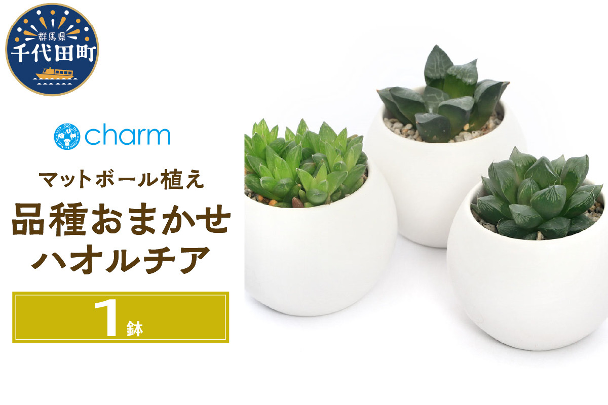 
観葉植物 ハオルチア 品種おまかせ マットボールＳ植え（１鉢） 受皿付 軽石砂 北海道冬季発送不可 群馬県 千代田町 インテリア ナチュラル かわいい リラクゼーション 室内栽培 プレゼント ギフト 贈答用 送料無料 趣味 風水 緑 ライフスタイル 人気 オススメ 初心者 玄関 リビング キッチン 株式会社チャーム
