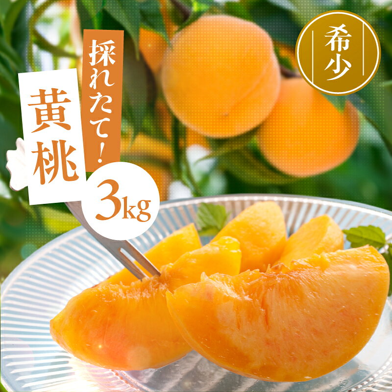 【ふるさと納税】 南信州産 黄桃 約3kg 丸中中根園 【2026年8月下旬～発送】| 果物 くだもの フルーツ 柿 桃 もも 黄桃 ジューシー 長野県 信州 南信州 飯田市 H09