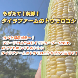 とうもろこし もぎたて ドルチェドリーム 約 4kg 12本~14本 トウモロコシ コーン 美味しい おいしい 茹でとうもろこし 焼きとうもろこし スープ 野菜 やさい バーベキュー BBQ 産地直送