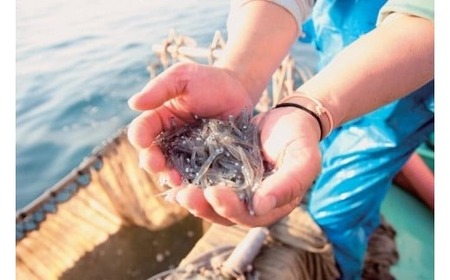 【 数量限定 】釜揚げ しらす 600g ( 100g × 6P ) 冷凍 小分け 釜揚しらす 魚 常備品 しらす丼 しらすパスタ 小分け しらす 愛媛県 松山市【STM003】