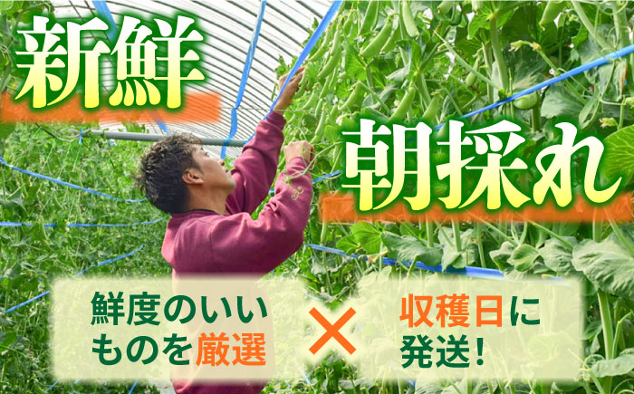 【2025年1月~発送】スナップエンドウ　サイズ違い　食べ比べセット　100g × 5袋 / 小分け / 南島原市 [SFL001]