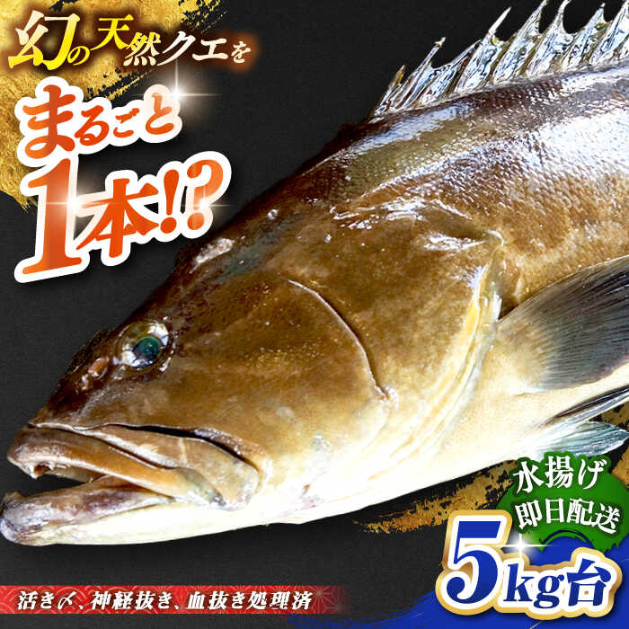 【ふるさと納税】天然クエ（5キロ台・丸もの） 《壱岐市》【壱岐島　玄海屋】[JBS043] クエ 魚 刺身 しゃぶしゃぶ 360000 360000円 36万円 のし プレゼント ギフト