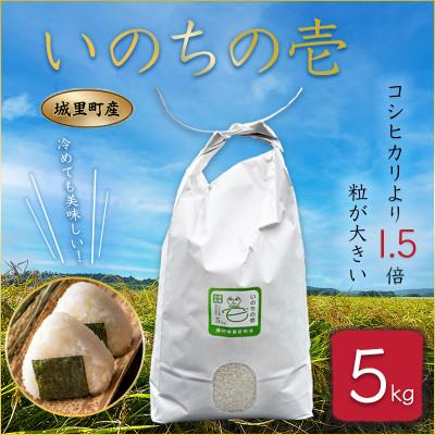 ふるさと納税 城里町 茨城県城里町産 いのちの壱 5kg (2025年産)