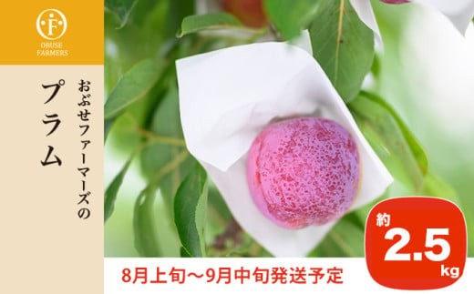 
                  プラム 約2.5kg ［おぶせファーマーズ］数量限定 果物類 フルーツ 長野県産 信州産 クール便 冷蔵便 お取り寄せグルメ 【2026年8月上旬～9月中旬発送】［F-22］
                