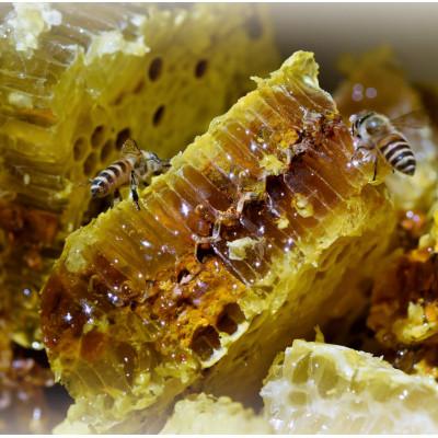 ふるさと納税 南部町 青森県南部町　日本ミツバチのはちみつ　希少な百花舞蜜170g |  | 01