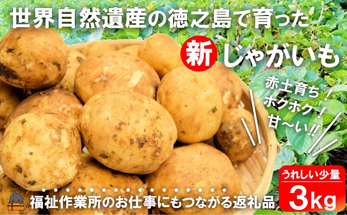 《2026年春お届け！》福祉作業所の仕事にもつながる！徳之島の“新”じゃがいも（3kg）( バレイショ 野菜 旬 春 徳之島 奄美 鹿児島 肉じゃが カレー じゃがバター 美味しい 人気 オススメ 福