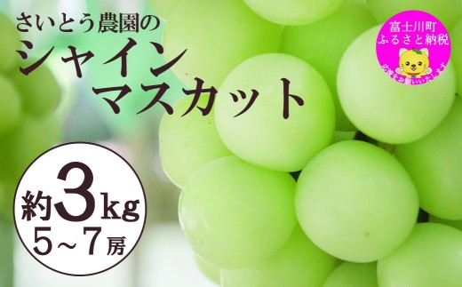 【2026年発送分】さいとうさん家のシャインマスカット ５～７房 （約３kg）　8月下旬以降発送 シャイン マスカット 葡萄 ブドウ ぶどう くだもの フルーツ 産地直送 山梨 やまなし 先行予約 富士川町