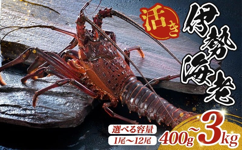 
                  最高級 活き 伊勢海老 選べる容量 約400～3000g 伊勢えび 産地直送 天然 国産 海鮮 新鮮 刺し身 味噌 焼き物 ギフト 贈答 えび 海老 ebi いせえび 高級食材 お歳暮 お正月 年末年始 三重県 南伊勢 伊勢 志摩 25000円 二万五千円 
                