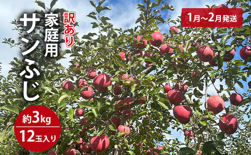 りんご 【1月～2月発送】 訳あり 家庭用 百年木の香 三上農園 サンふじ 約 3kg 【 弘前市産 青森りんご  果物 フルーツ 果物類 デザート 食後 おやつ 青森のりんご  】