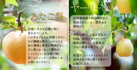 あたご梨1～2玉 ヤーリー (鴨梨) 2玉 詰め合わせ 約2kg 贈答箱【先行予約 2025年11月中旬から順次発送】