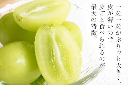 秀品 シャインマスカット約1.2kg《9月中旬-11月上旬頃順次出荷(土日祝除く)》シャインマスカット シャインマスカット st-p