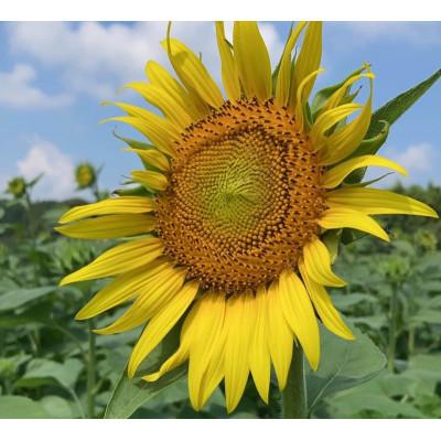 ふるさと納税 嘉麻市 【毎月定期便】栽培期間中農薬不使用　様々な料理に使えるひまわり油(200ml×1本)全6回 |  | 02