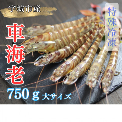 【特殊冷凍】車海老750g (大サイズ厳選品)(18~24尾)水揚げ即真空パック＆瞬間冷凍で鮮度抜群【配送不可地域：離島】【1244706】