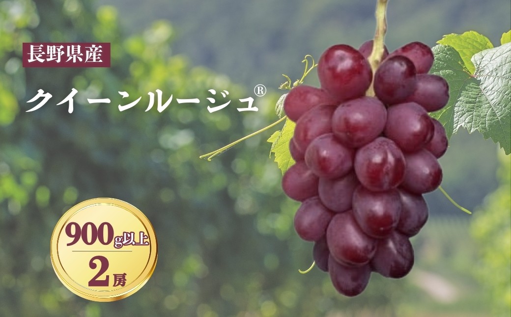 
                  【2026年先行予約】クイーンルージュ® 900g以上（2房）｜ぶどう 大粒 赤ぶどう 種無し 皮ごと 信州 長野県 千曲市
                