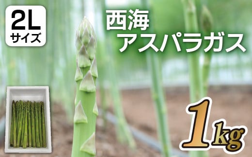 
C161p 西海アスパラガス2Lサイズ(1kg)
