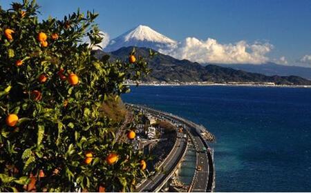 【2025年1月中旬より順次発送】甘さと酸味がマッチ 青島みかん3kg 5000円