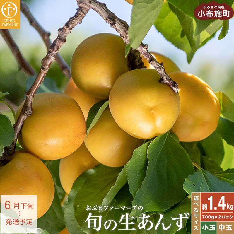 【ふるさと納税】旬の生あんず 約1.4kg 選べるサイズ 小玉 中玉 700gパック×2 [おぶせファーマーズ] 数量限定 期間限定 杏アンズ 果物 フルーツ 長野県産 信州産 令和7年産【2025年6月下旬～発送】