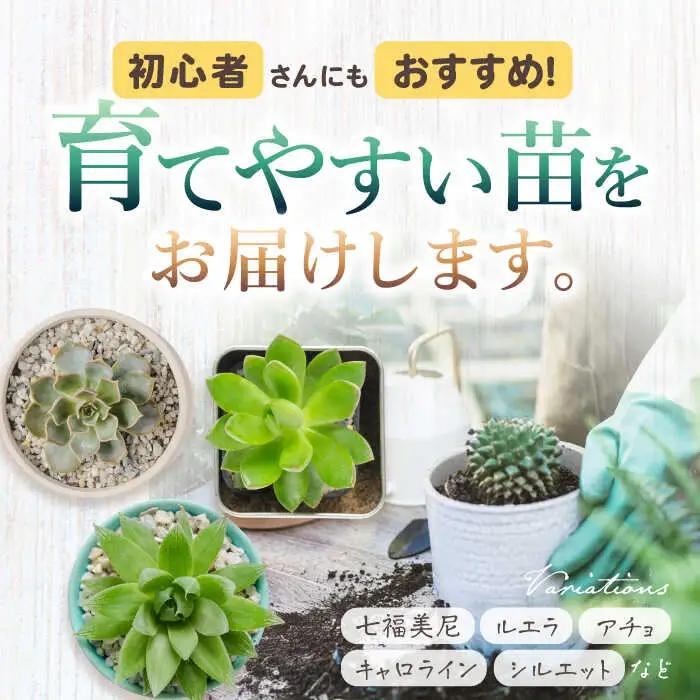 多肉植物 苗 35個セット / インテリア 多肉植物[AFAT009]