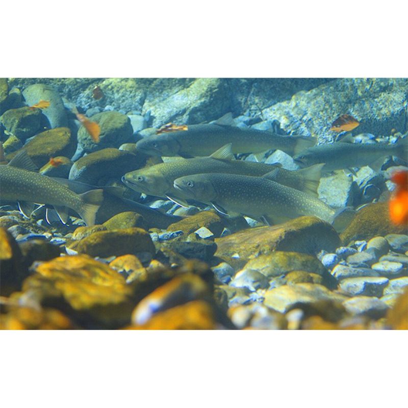 【ふるさと納税】遊漁年券B渓流魚等 チケット 　お届け：2026年2月1日～8月15日