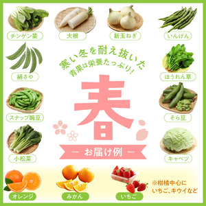 【0055-2】旬の新鮮野菜・フルーツ詰め合わせ