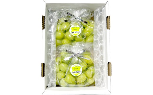 【訳あり】家庭用 シャインマスカット 摘み落とし 1kg以上【2026年9月上旬～10月上旬発送予定】果物 フルーツ くだもの マスカット ぶどう ブドウ 葡萄 ジューシー 甘い 濃厚 冷蔵