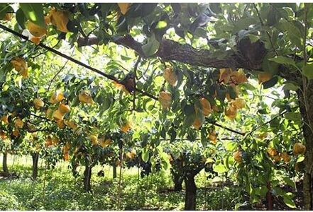 果汁滴る絶品の梨(約２Kg）【2026年8月中旬～2026年9月上旬頃順次発送】【A188-frks085】