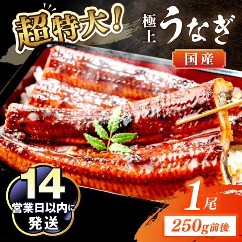 超特大！極上！国産うなぎ蒲焼 1尾 250g前後