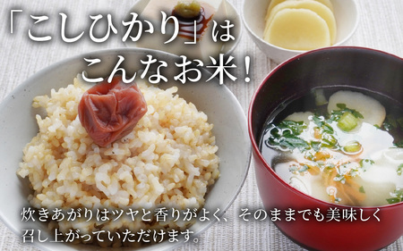 【先行予約】【令和6年産】【有機JAS認証米】南さんちのこしひかり 10kg（5kg×2袋）＜玄米＞  [B-075002]