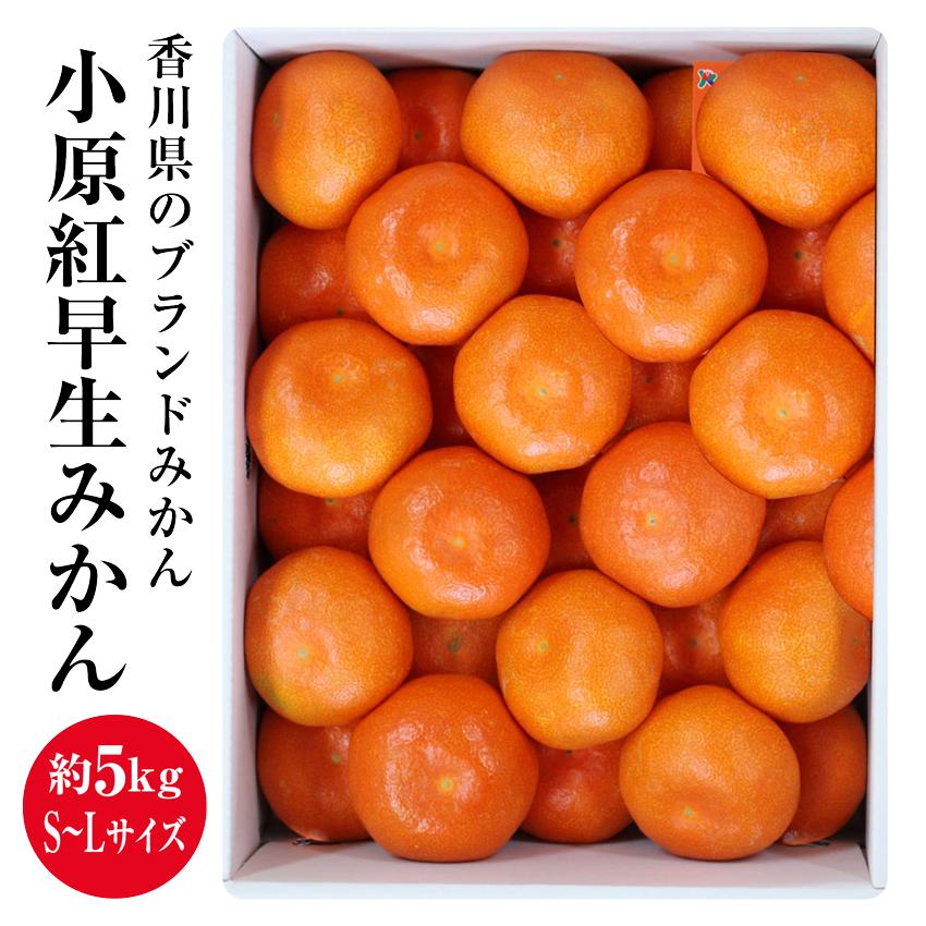 【ふるさと納税】小原紅早生みかん （約5kg）化粧箱（S～Lサイズ）
