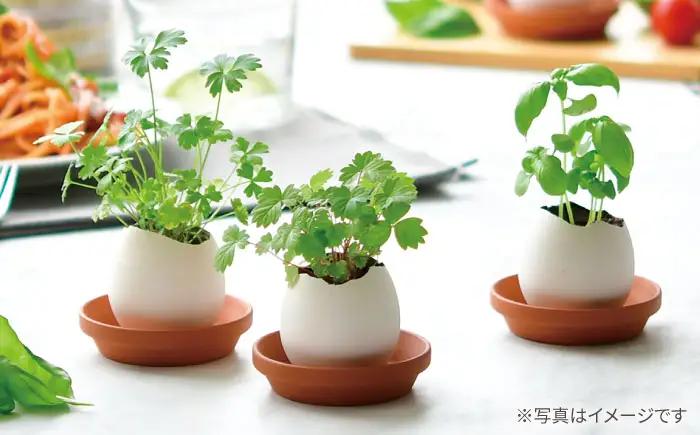 エッグリング クリアパッケージ 2個（バジル、クローバー） / 栽培キット 園芸 ハーブ / 瀬戸市 / 聖新陶芸[BBEK003]