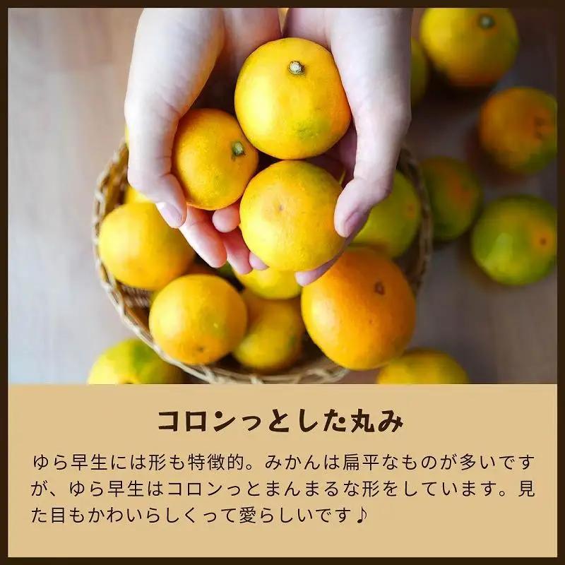 ゆら早生　5kg家庭用｜和歌山で生まれた極早生みかんの優良品種【2026年10月発送開始】