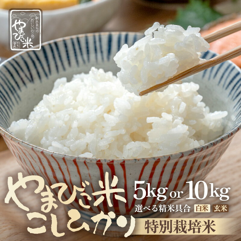 【ふるさと納税】【先行予約】【令和7年産・新米】米 コシヒカリ（特別栽培米）新庄やまびこ米【選べる内容：5kg/10kg】【選べる精米方法：白米/玄米】【2025年10月以降順次発送予定】